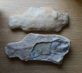 Large 14 " Brazil Rare Fish Nodule - Araripelepidotus - Both Halves Usa Ship