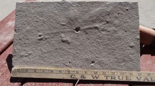 11 " Inch Diplomystus,  Unprepared From The Green River Formation