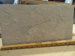 Unprepared 8.  5 Inch Diplomystus Specimen,  Green River Formation