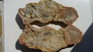 26cm Giant Coelacanth Fish Fossil Trias 250 Mio Madagascar (co - 178 / 3385)