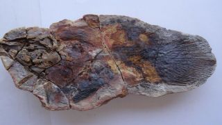 40 Cm Giant Coelacanth Fish Fossil Trias 250 Mio Madagascar (co - 30 / 2045)
