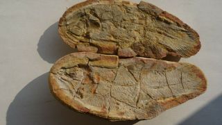 Coelacanth Fish Fossil Trias 250 Mio Madagascar (co - 158 / 2940)