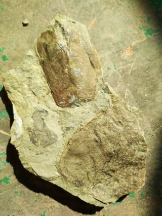 Rare Combination Of Devonian Fishes And Pterygotus 