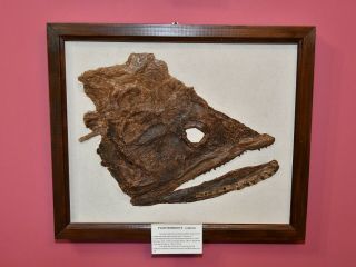 Fossil Fish,  Pachyrhizodus Caninus Skull,  Late Cretaceous Period,  Western Kansas