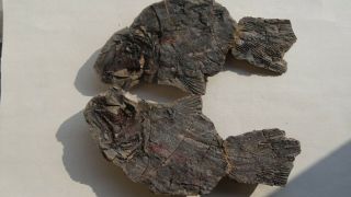 Coelacanth Fish Fossil Trias 250 Mio Madagascar (co - 160 / 2957)