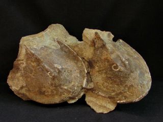 Lovely Double Specimen Armored Fish,  Cephalaspis,  Ukrainaspis