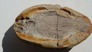Coelacanth Fish Fossil Trias 250 Mio Madagascar (co - 167 / 3458) Half Nodule
