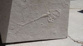 19 Inch Diplomystus,  Unprepared,  From The Green River Formation