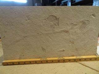 Unprepared Diplomystus Specimen From The Green River Formation,  15 " Long