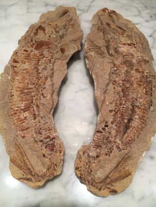 Whole Fish Fossil Limestone Specimen Pre Historic Crustacean 11.  25”x4” Glistens