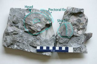 Timelesstfc - Rare Early Fish Fossil Bothriolepis Sp.  Middle Devonian
