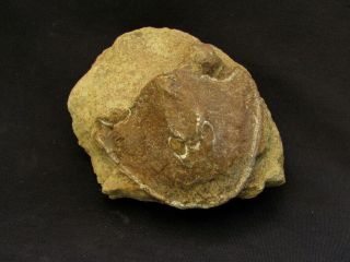 A Wonderful Specimen Of Devonian Armored Fish Cephalaspis
