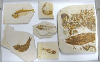 Extinctions - Flat Of 6 Fossil Fish Plates 3 Diff Types