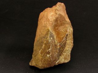 Rare Example Of Devonian Armored Fish Pattenaspis
