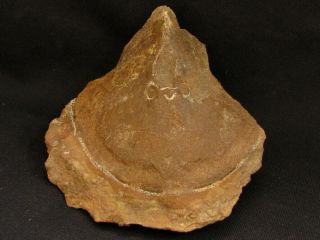 A Wonderful Specimen Of Devonian Armored Fish Cephalaspis,  Ukrainaspis