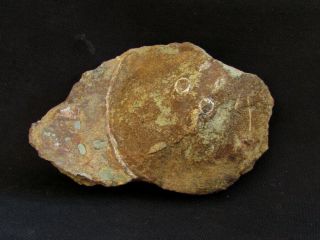 Double Specimen Of Devonian Armored Fish Cephalaspis