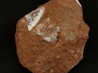 A Wonderful Specimen Of Devonian Armored Fish Kujdanowiaspis Podolica