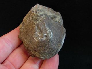 Rare Example Of Devonian Fish Pattenaspis