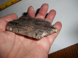 Xiphactinus Audax Bony Fish Jaw Section N.  E.  Texas Ozan Form.  Fossil