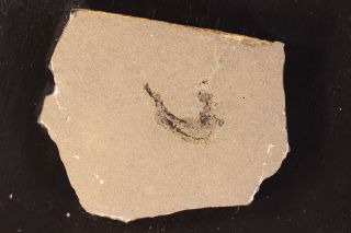 Fossil Fish Spiny Shark Mesacanthus Pusillus Disarticulated