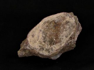 Wonderful Devonian Fish Agnatha,  Zascinaspis Heensi
