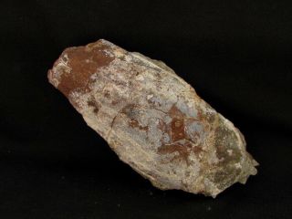 Devonian Armored Fish Agnatha Larnovaspis
