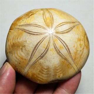 171.  8g Rare Sea Urchin Star Fish Fossil Sand Dollar 19052104