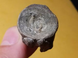 4 Fossil Fish Xiphactinus Vértebra From Cretaceous Of Tx (north Sulpher River)