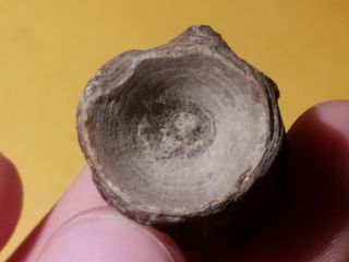 6 Fossil Fish Xiphactinus Vértebra From Cretaceous Of Tx (north Sulpher River)