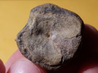 5 Fossil Fish Xiphactinus Vértebra From Cretaceous Of Tx (north Sulpher River)