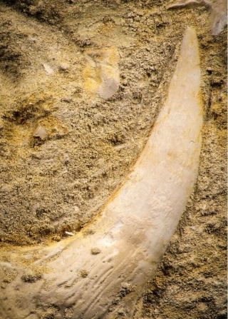 06731 – Great 3.  61´´ Sabre - Toothed Fish (enchodus Libycus) Upper Jaw With Fang