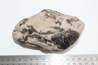 Sheppey Fossil,  Fish Skull,  London Clay,  Eocene