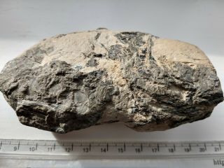 Rare Large Partial Fossil Fossilien Fish Isle Of Sheppey Eocene Uk
