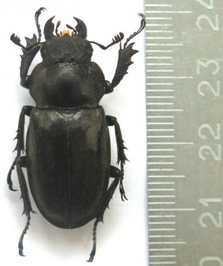 Lucanidae.  Lucanus Mearesii.  Female,  31 Mm.  Rare.  Only One Ne India,  Bengal.